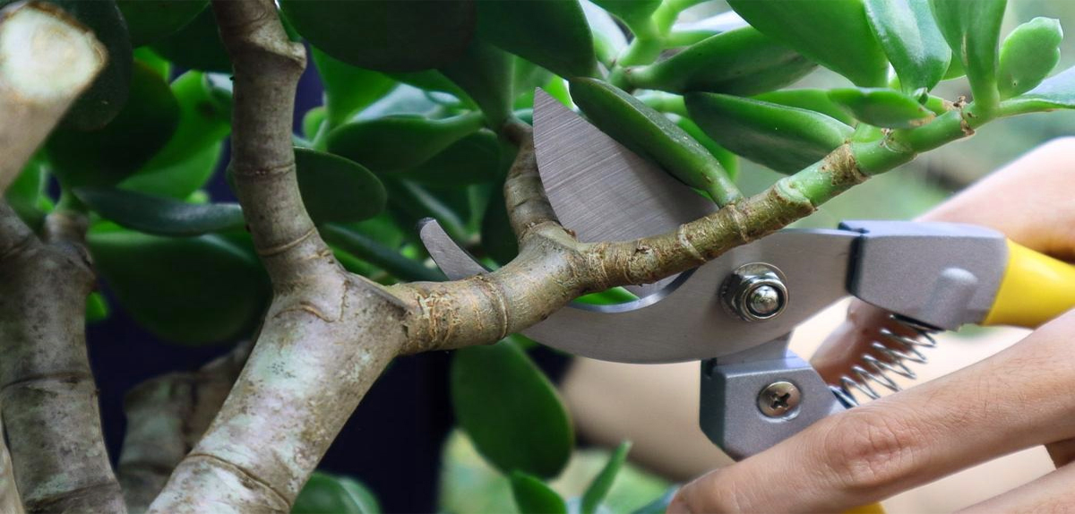 Jade Plant Pruning Requirements