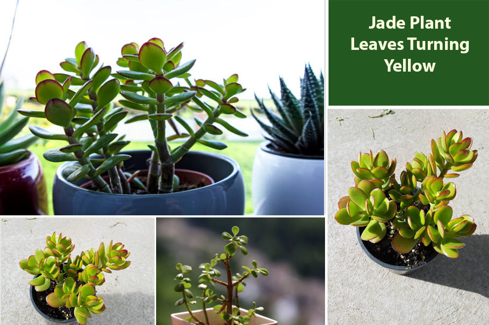 Jade Plant Leaves Turning Yellow