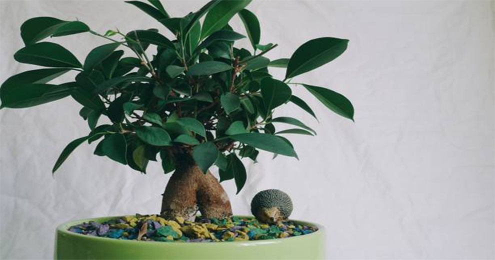Jade Plants Need Big Pots