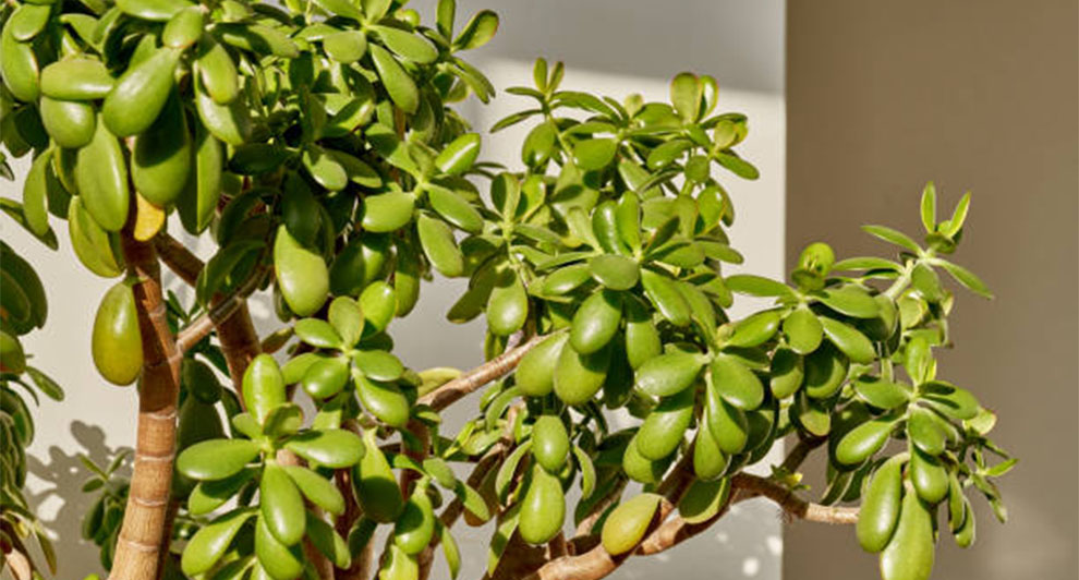 Jade Plants Need Direct Sunlight