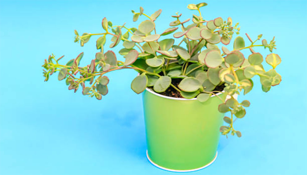 Jade Plant Pot Size