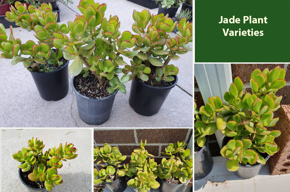 Jade Plant Varieties