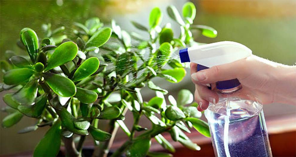 Jade Plant Watering Schedule