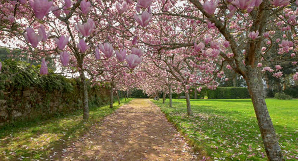 Japanese Magnolia Tree