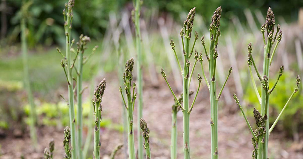 Male Vs. Female Asparagus