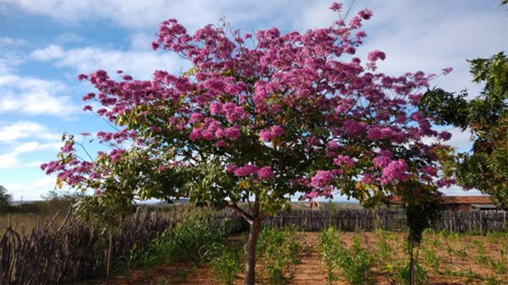 Merlot Redbud