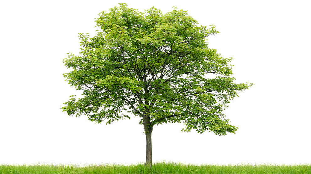 Mexican Sycamore Tree