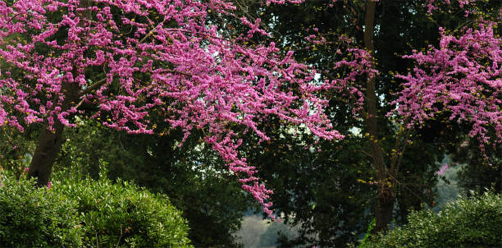 Mexican Redbud