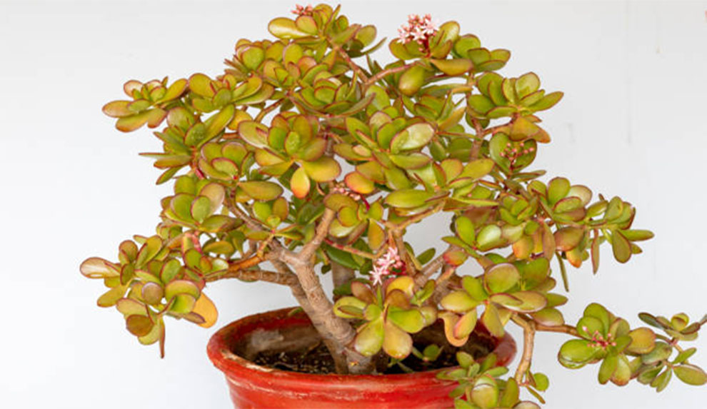 Miniature Jade Plant