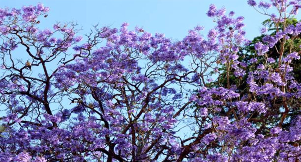 My Jacaranda Grow Faster