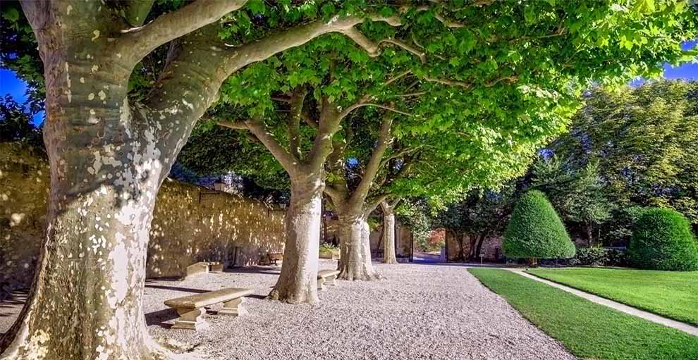 Old world Sycamore Tree