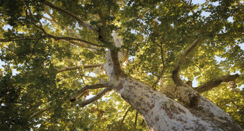 Old world Sycamore Tree