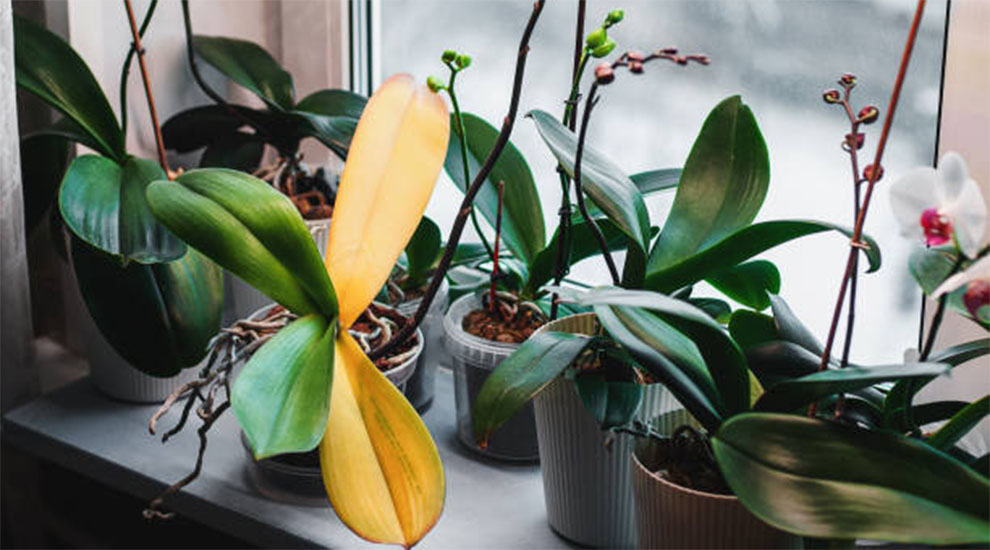 Orchid Leaves Turning Yellow With Black Spots