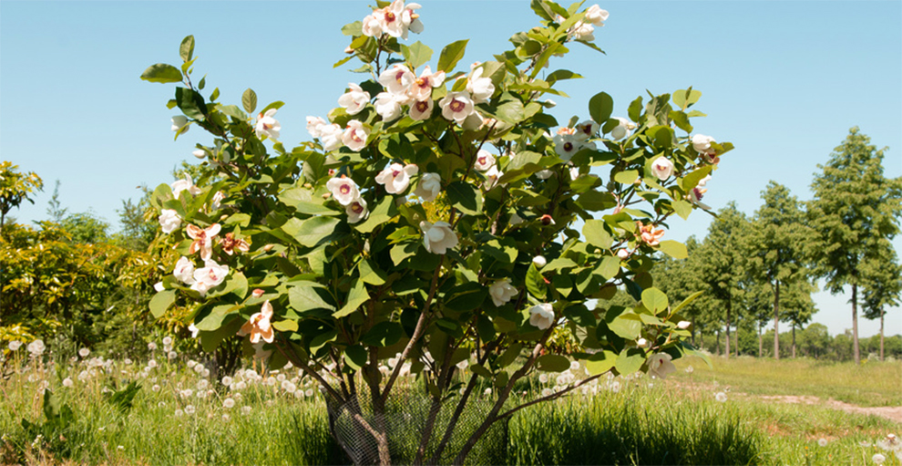 Oyama Magnolia Tree Plantation