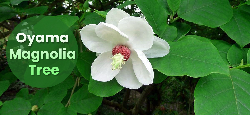 Oyama Magnolia Tree