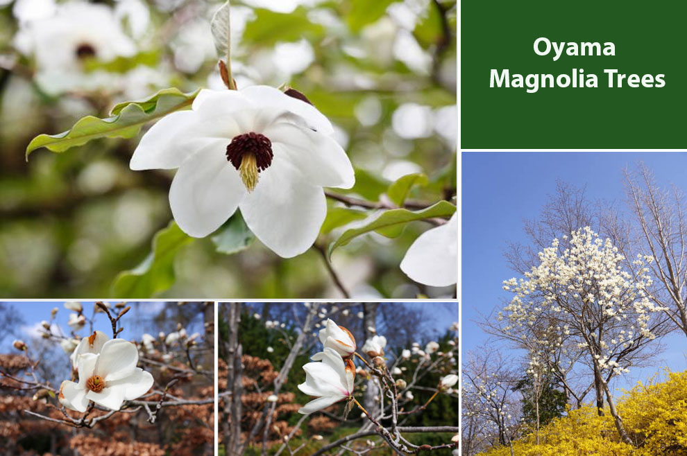 Oyama Magnolia Trees