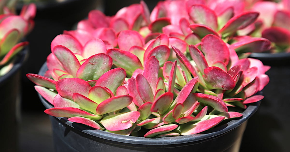 Pink Jade Plant