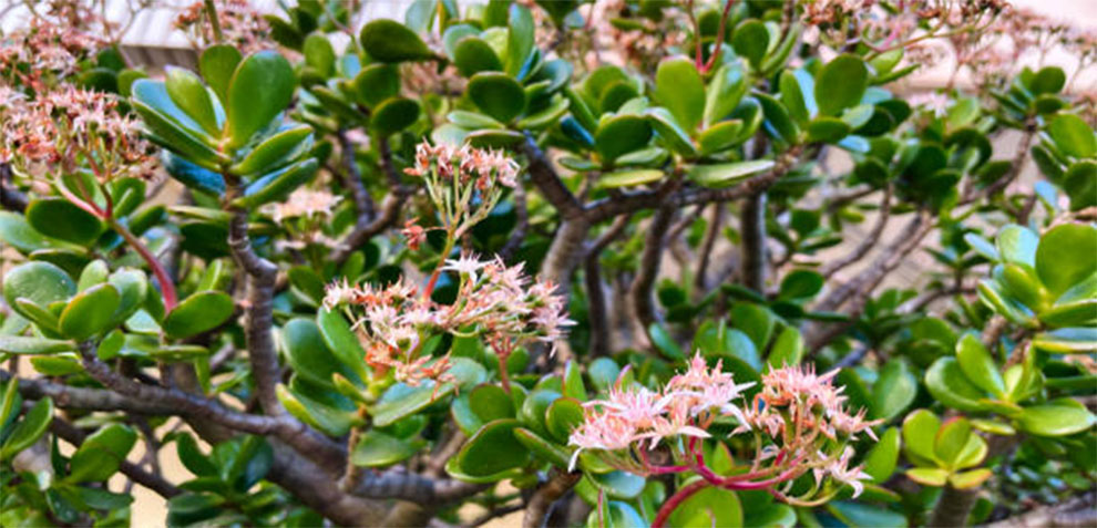 Pink Jade Plant