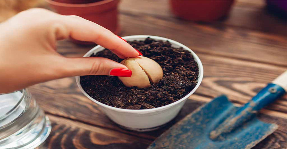 Plant A Avocado Seed In The Soil