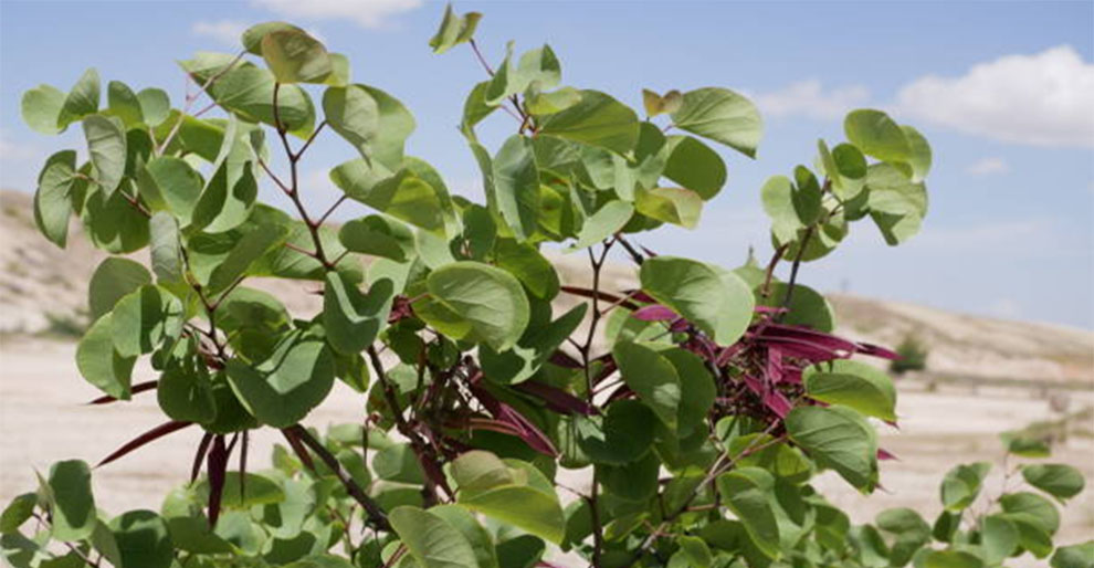 Plant Redbud Seeds