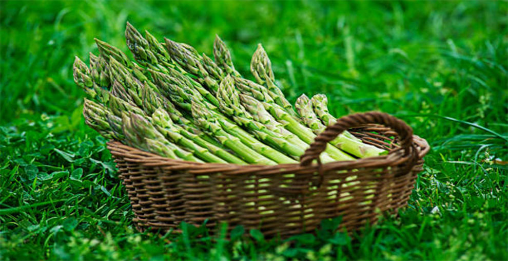 Precoce D’Argenteuil Asparagus