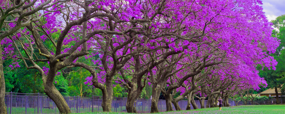 Preferred Location for the Growth of Jacaranda Trees