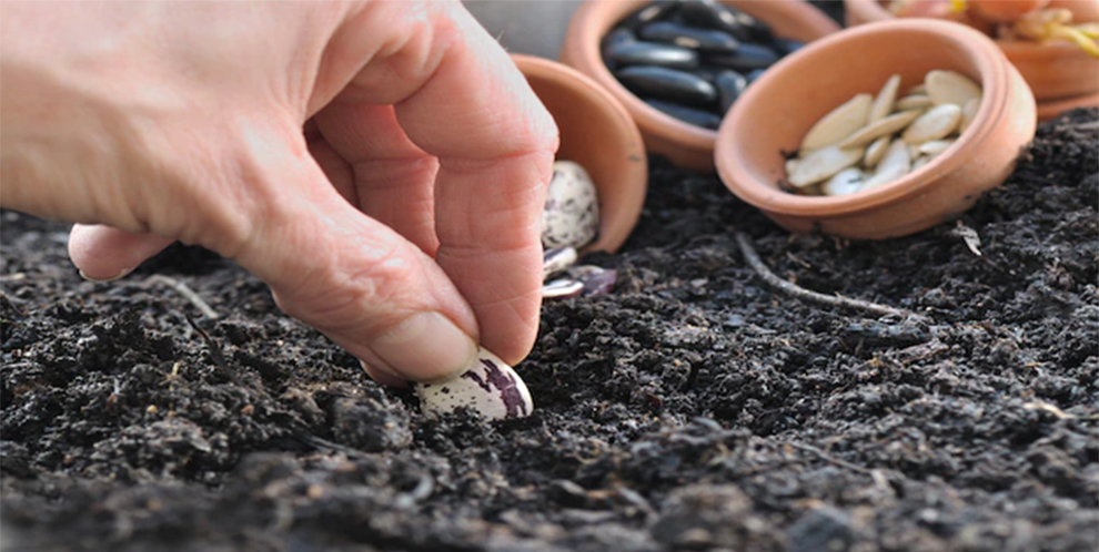 Preparing The Seeds Before Planting