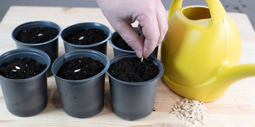 Preparing The Seeds Before Planting