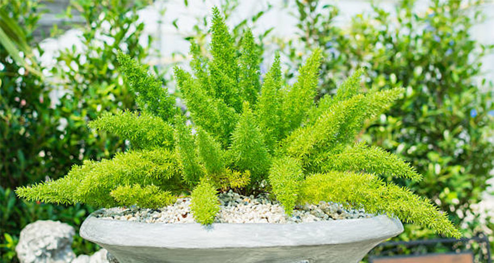 Propagate Foxtail Fern