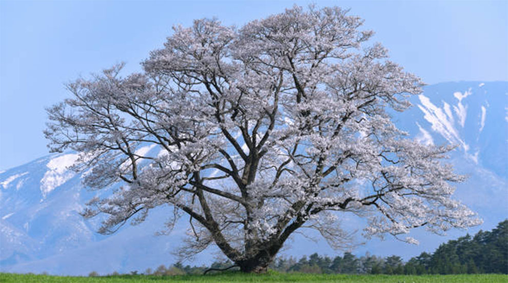 Propagation of Oyama Trees