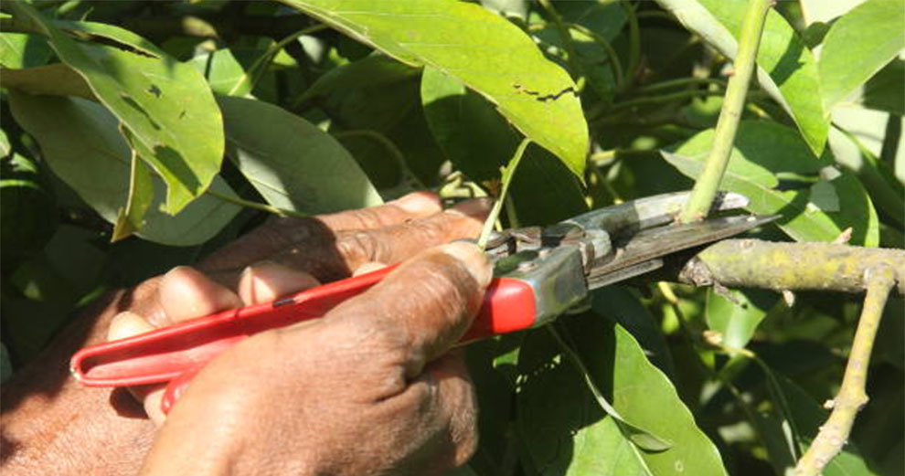 Prune The Avocado Plant