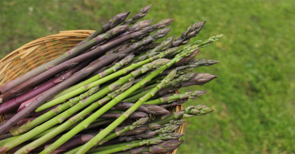 Purple Asparagus Healthier Than Green