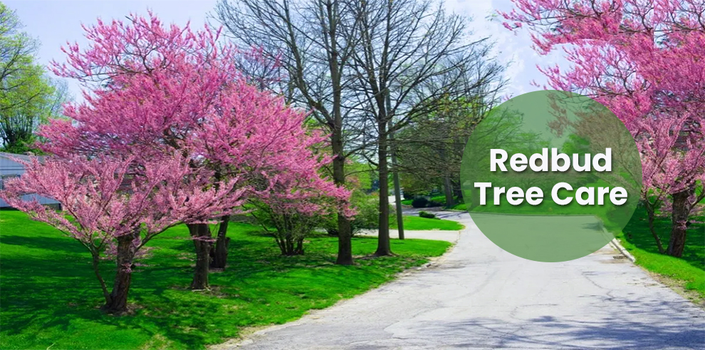Redbud Tree Care