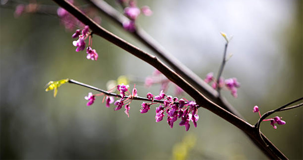 Redbud Tree Not Blooming