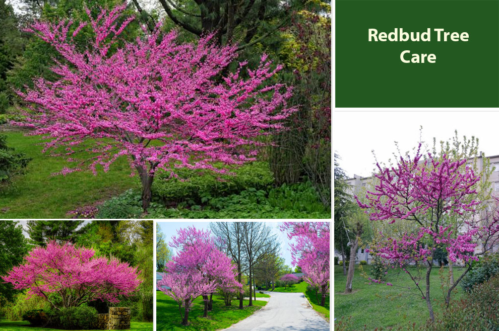 Redbud Tree Care