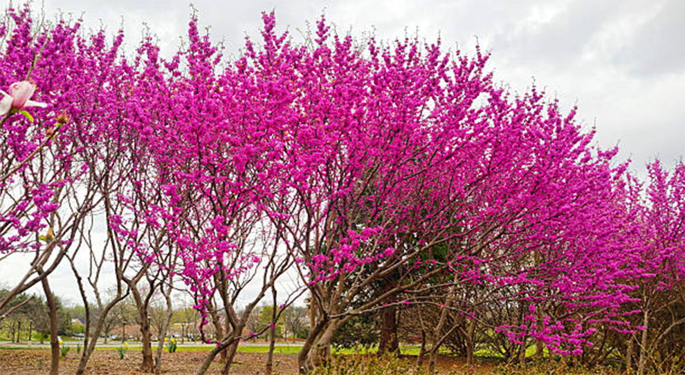 Redbuds