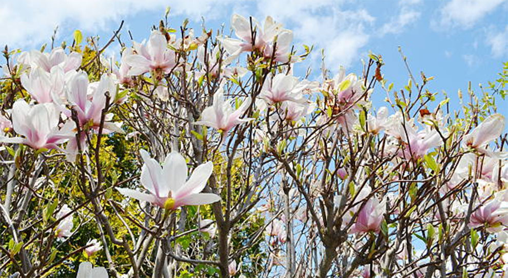 Planting Japanese Magnolia Trees