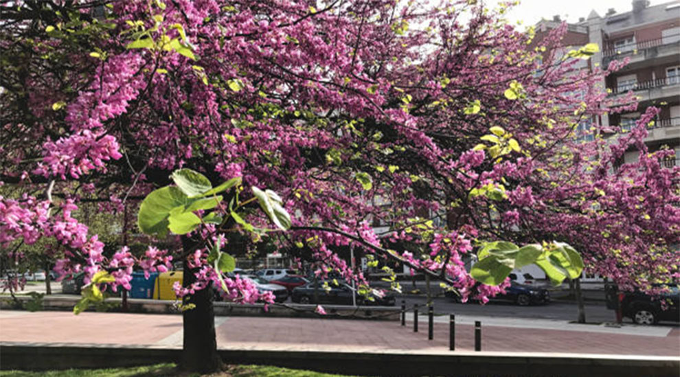 Rising Sun Redbud