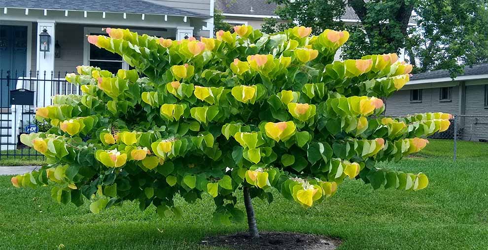 Rising Sun Redbud