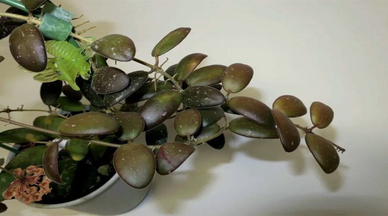 Saving your Jade Plant from Pests and Diseases