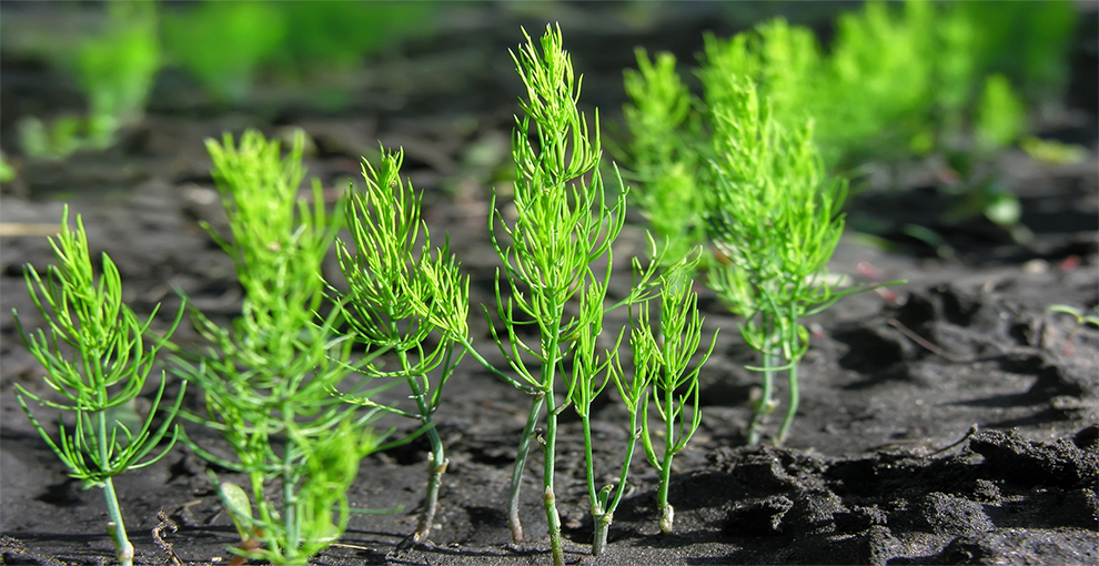 Asparagus Seeds Need Heat To Germinate