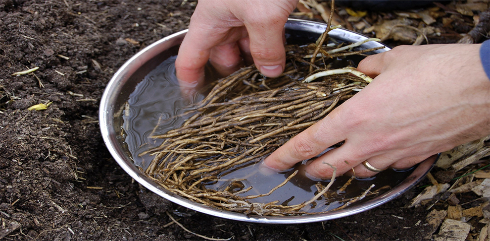 Should Asparagus Roots Be Soaked Before Planting