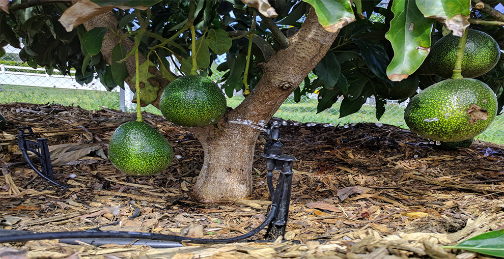 should I water my avocado plant