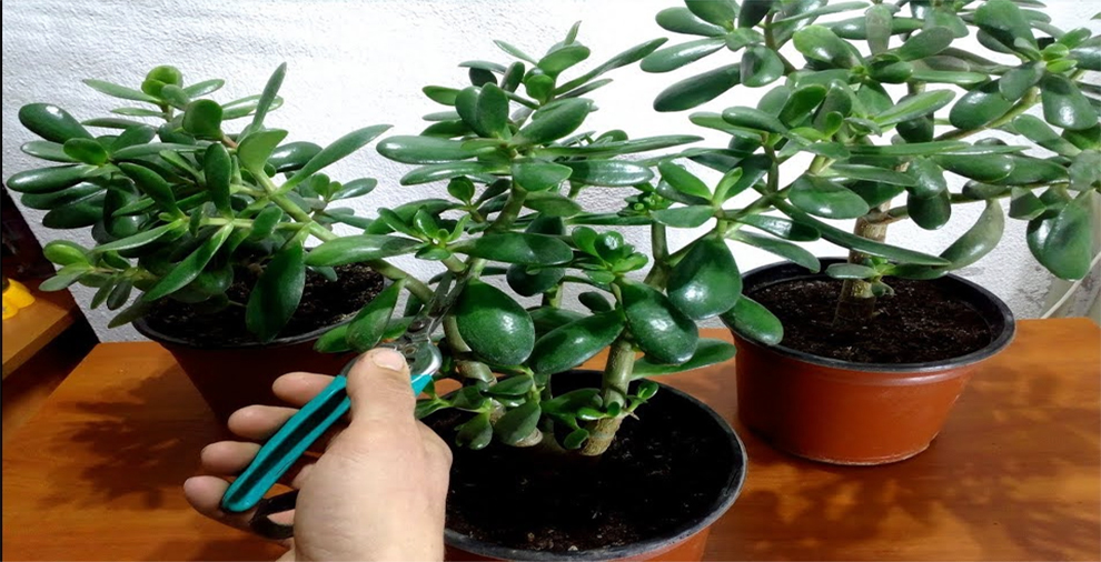 Should you prune it