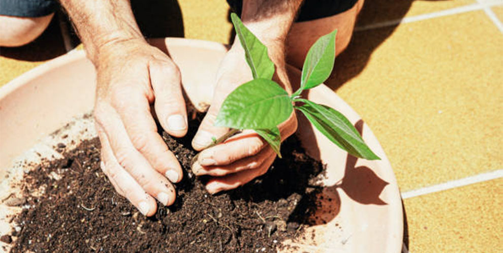 Soil Type For Avocados