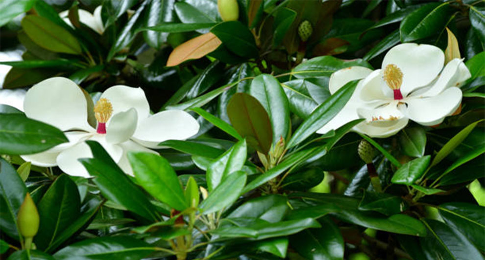 Southern Magnolia