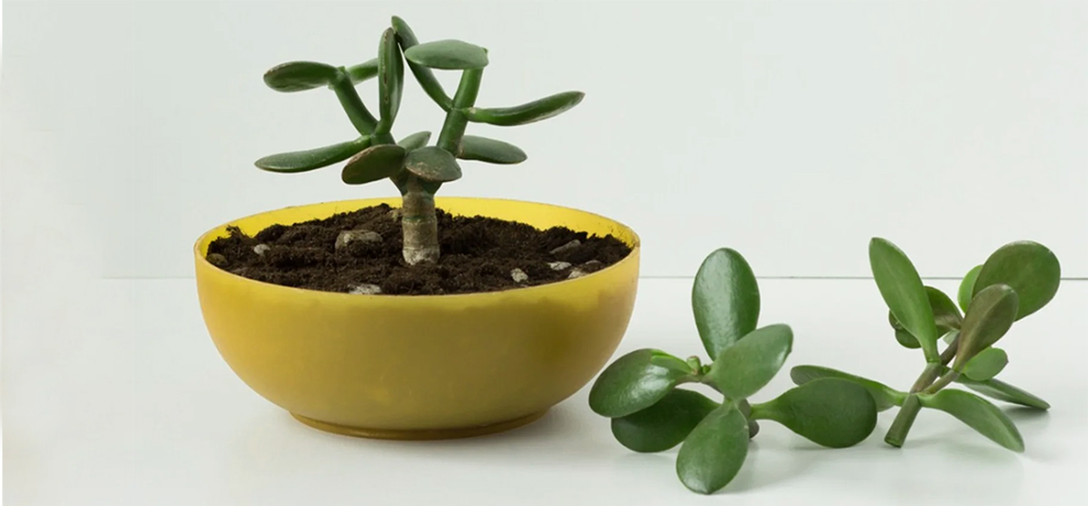 Jade Plant Varieties | Different Types & Kinds Of Jade Species ...