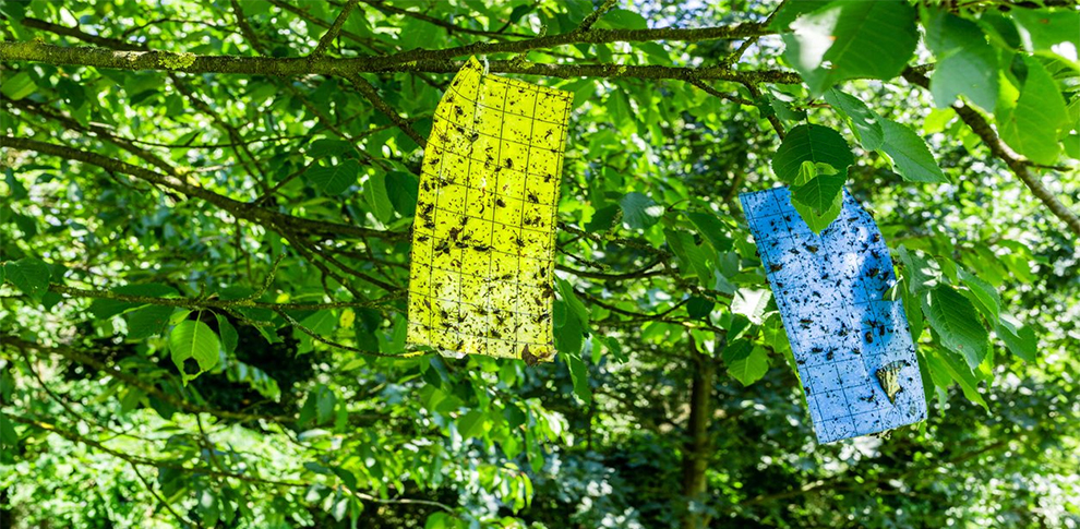 Sticky traps