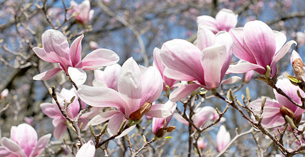 Sweet Bay Magnolia virginiana