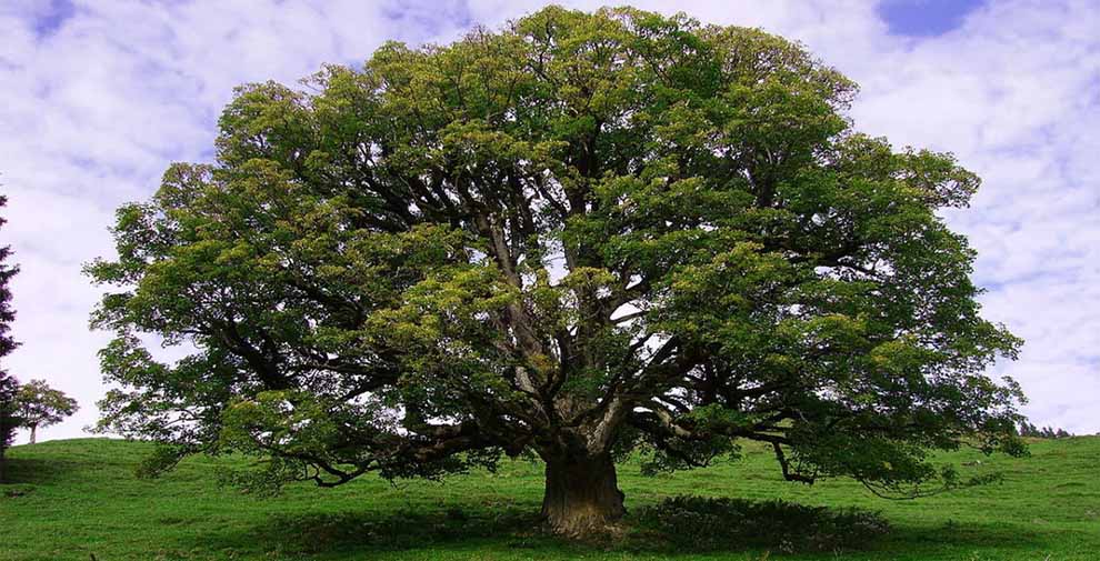 Sycamore Maple Tree